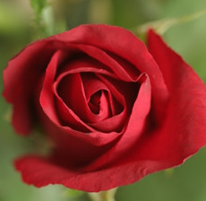 Red Rose Fragrance Oil