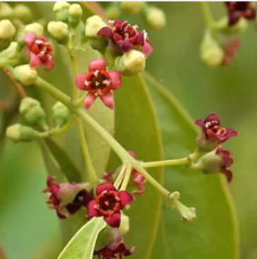 Sandalwood (East Indian) 3%