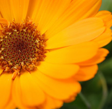Calendula Herbal Oil