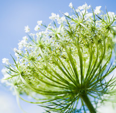 Carrot Seed Essential Oil (Steam Distilled)