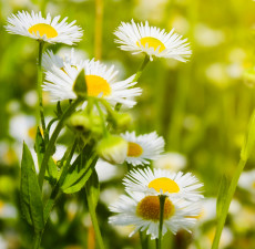 Chamomile German Organic Essential Oil (Nepal)