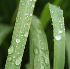 Citronella Organic Essential Oil