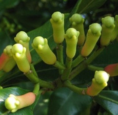 Clove Bud (India) Essential Oil