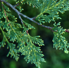 Cypress Blue Essential Oil (Australia)