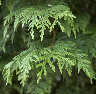 Cypress Organic Essential Oil