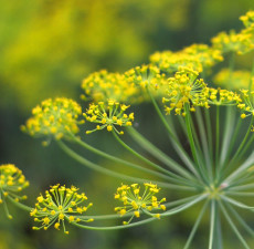 Fennel Organic Essential Oil