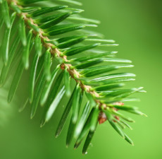 Fir Needle Siberian Essential Oil