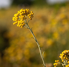 Helichrysum Organic Essential Oil