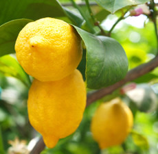 Lemon (Argentina) Essential Oil