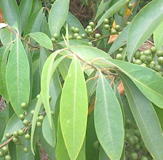 Litsea Cubeba Essential Oil
