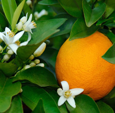 Neroli (Egypt) Essential Oil