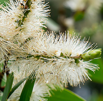 Niaouli Essential Oil