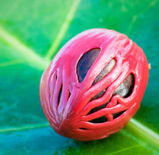 Nutmeg Organic Essential Oil