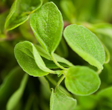 Origanum Organic Essential Oil