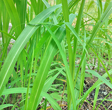 Palmarosa Essential Oil