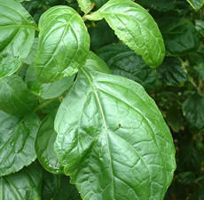 Patchouli Organic Essential Oil