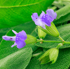 Sage Organic Essential Oil - 1