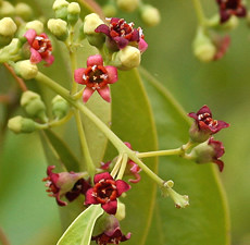 Sandalwood Essential Oil (East Indian)