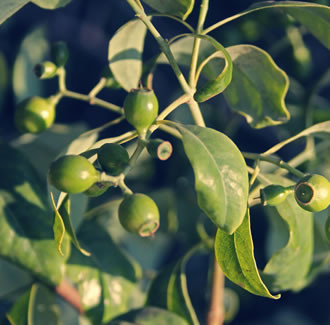 Sandalwood Organic Essential Oil