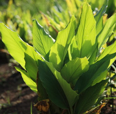 Turmeric Organic Essential Oil