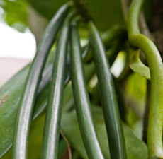 Vanilla Oleoresin - 10 Fold (India)