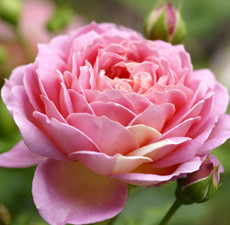 Rose Absolute (Bulgaria)