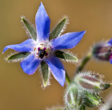 Borage Carrier Oil - RBDW