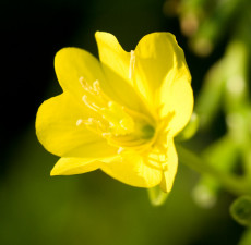 Evening Primrose Carrier Oil - RBDW