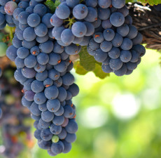 Grapeseed Organic Carrier Oil -1
