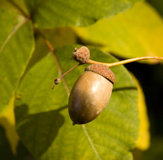 Hazelnut Carrier Oil - Refined