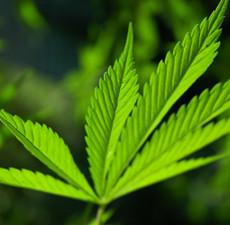 Hemp Seed Organic Carrier Oil (Unrefined)