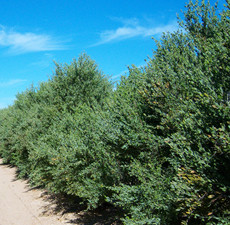 Jojoba Clear Organic Carrier Oil