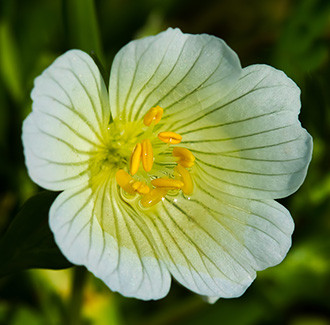 Meadowfoam Carrier Oil - RBD