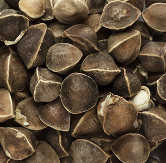 Moringa Carrier Oil - Virgin