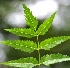 Neem Organic Carrier Oil