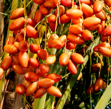 Palm Organic Carrier Oil (Refined)