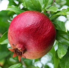 Pomegranate Organic Carrier Oil