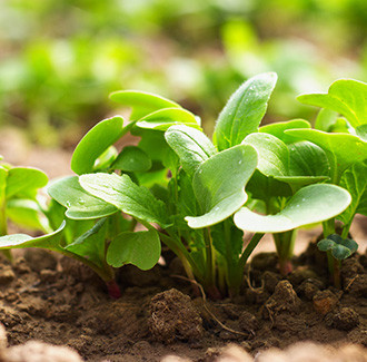 Radish Seed Carrier Oil – Unrefined