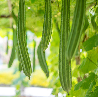 Ridge Gourd Seed Carrier Oil - Unrefined
