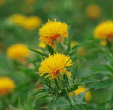 Safflower - High Oleic Organic Carrier Oil