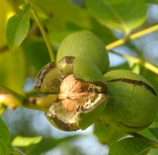 Walnut Carrier Oil - RBD