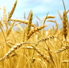 Wheat Germ Carrier Oil - RBDW