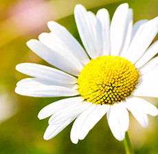 Chamomile Herbal Oil