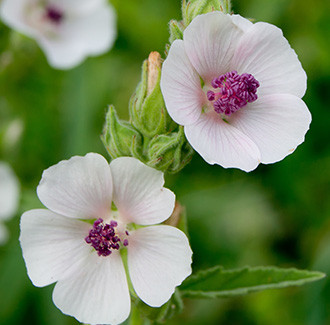 Marshmallow Herbal Oil