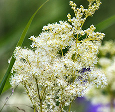 Meadowsweet Herbal Oil
