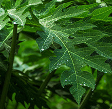 Papaya Leaf Herbal Oil