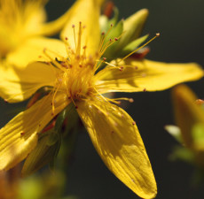 St Johns Wort Herbal Oil