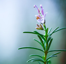Rosemary Floral Water
