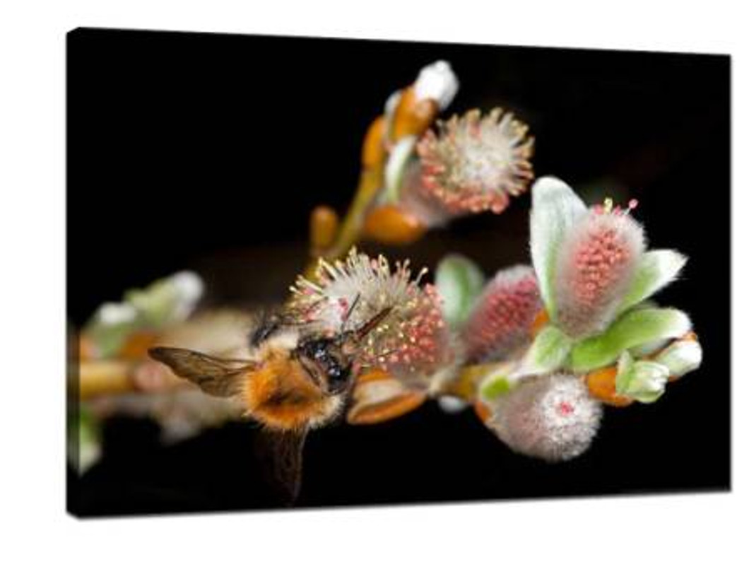​20 shooting tips for insects on flowers