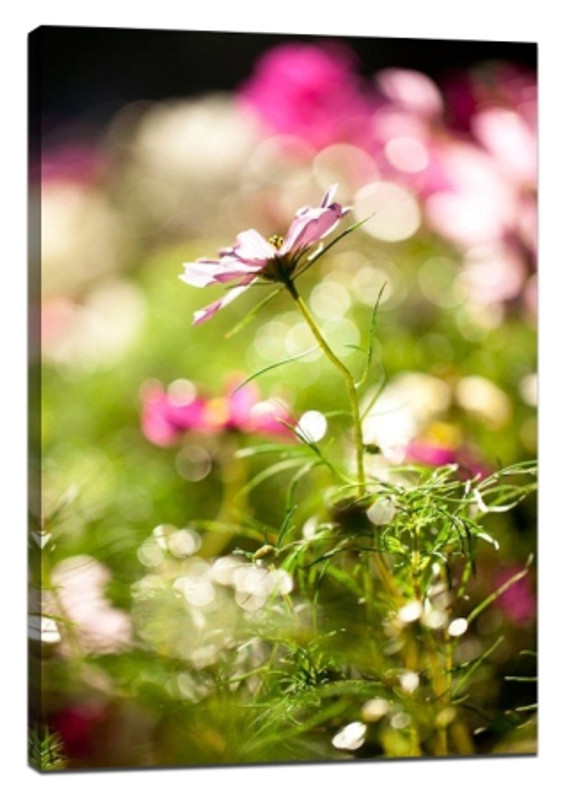 4 simple methods of plant photography